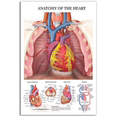 12x18 Inch Cardiologist The Anatomy Of Heart - Vertical Poster - Owls Matrix LTD