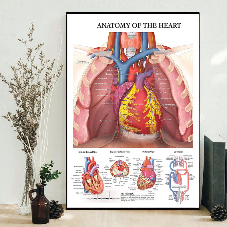 Cardiologist The Anatomy Of Heart - Vertical Poster - Owls Matrix LTD